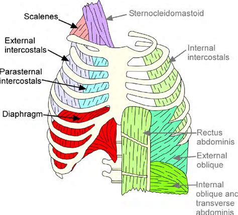 chest traduzione